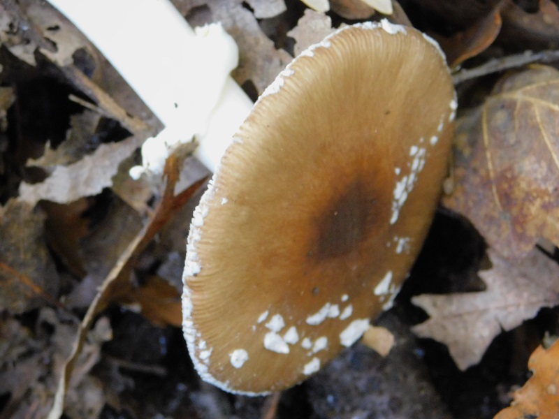 14 Fotogr.il 18.12.2021 sotto Leccio